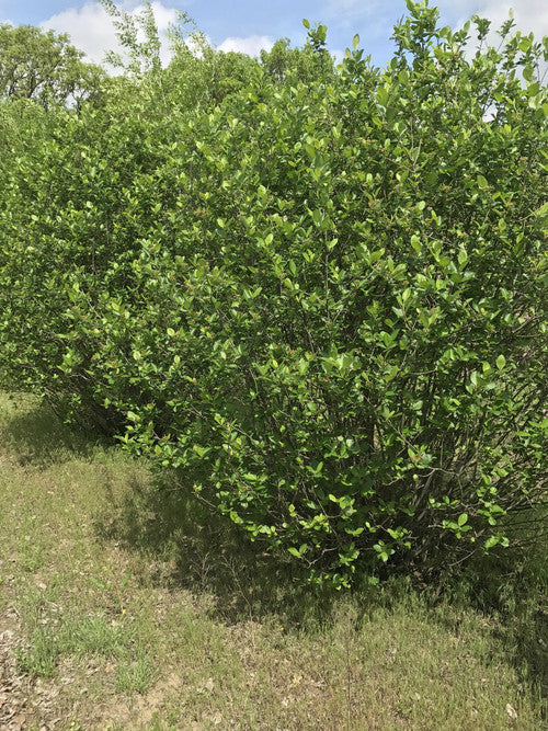 Aronia-Black Chokeberry (Containerized)