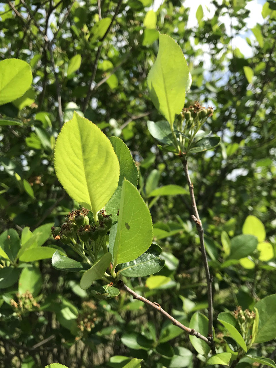 Aronia-Black Chokeberry (Containerized)