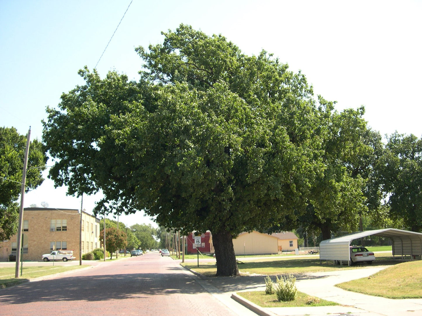 English Oak (Containerized)