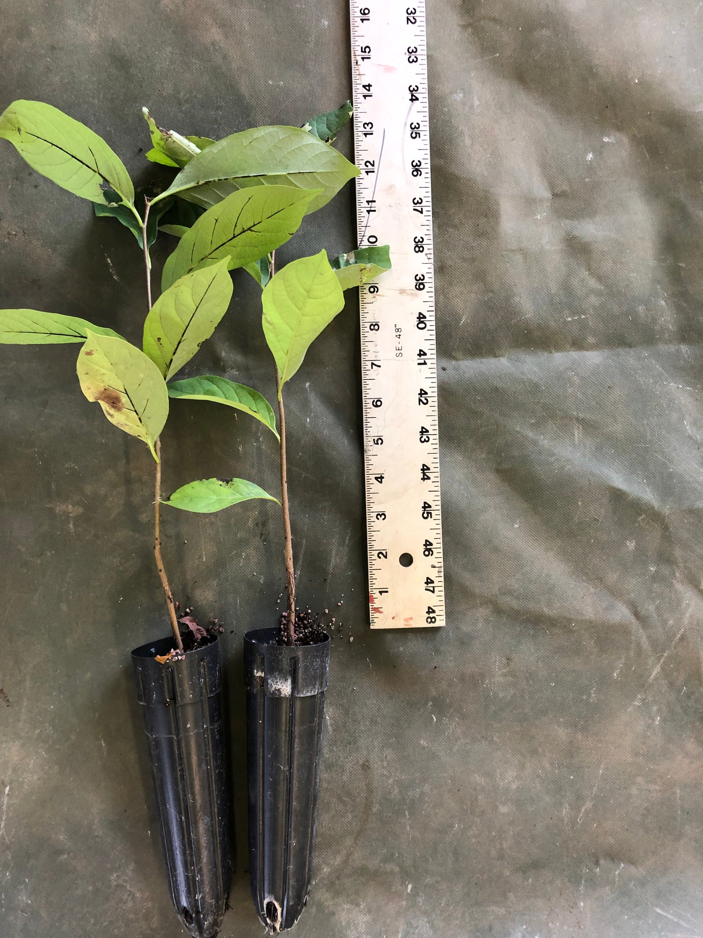 Persimmon (Containerized)