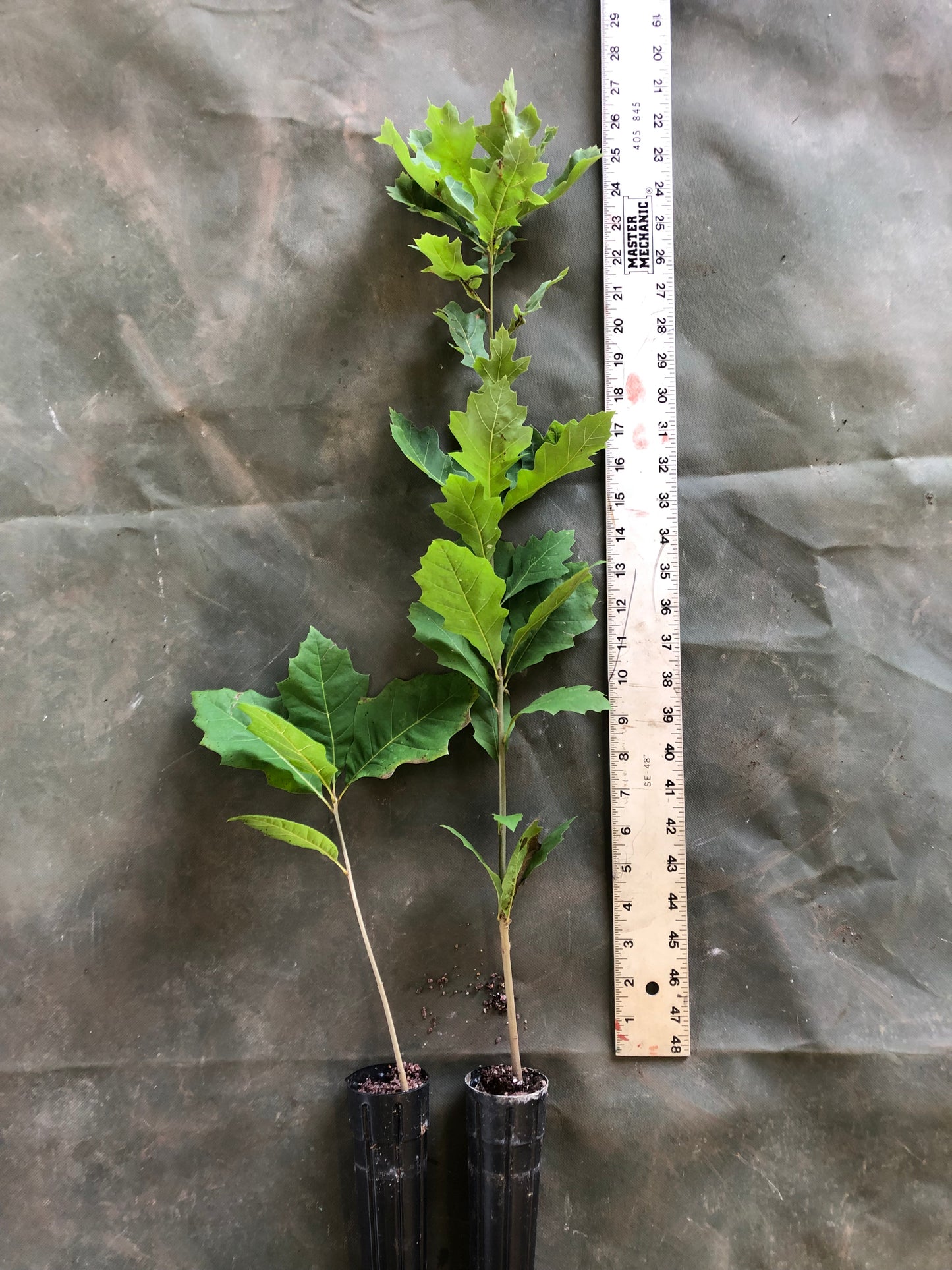 Shumard Oak (Containerized)