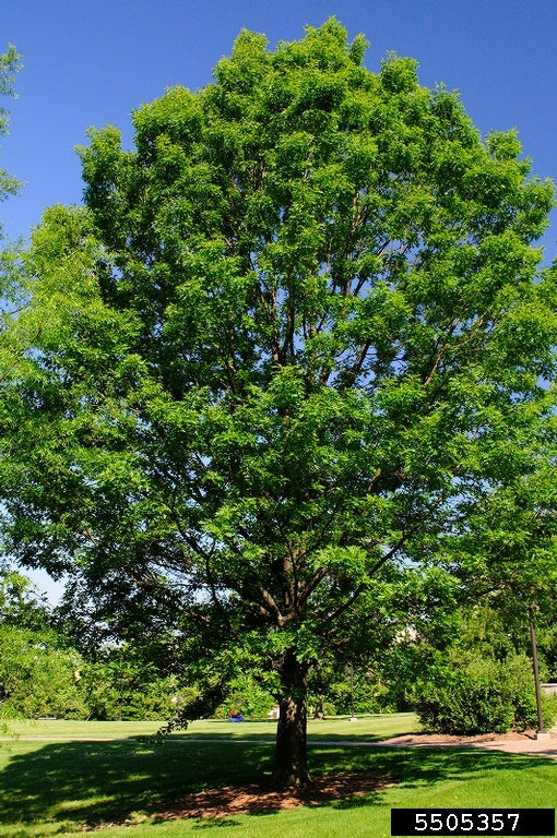 Shumard Oak (Containerized)