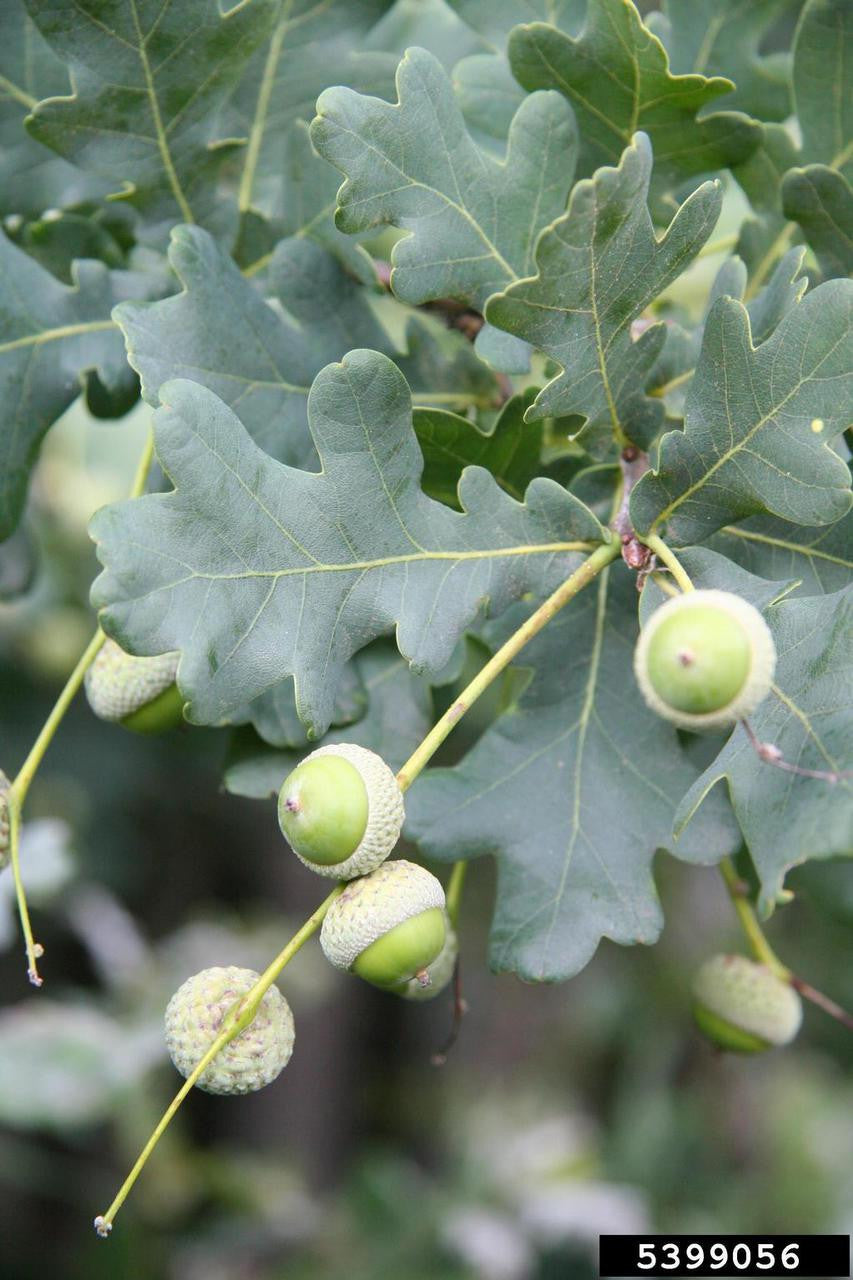 English Oak (Containerized)