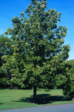 Bitternut Hickory (Containerized)