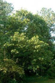Black Jack Oak
