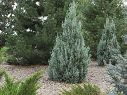 Grade B-Rocky Mountain Juniper