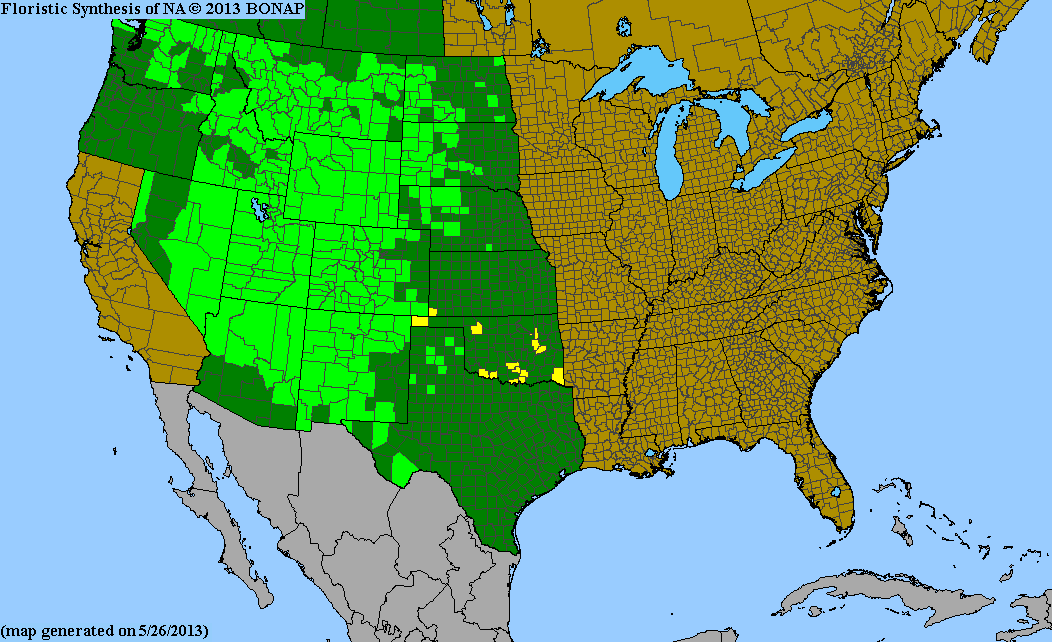Rocky Mountain Juniper