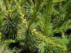 Southwestern White Pine