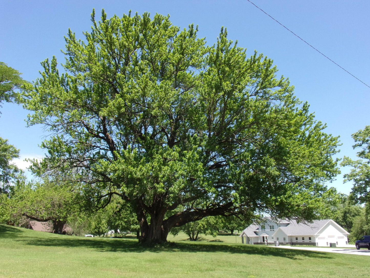 Osage Orange