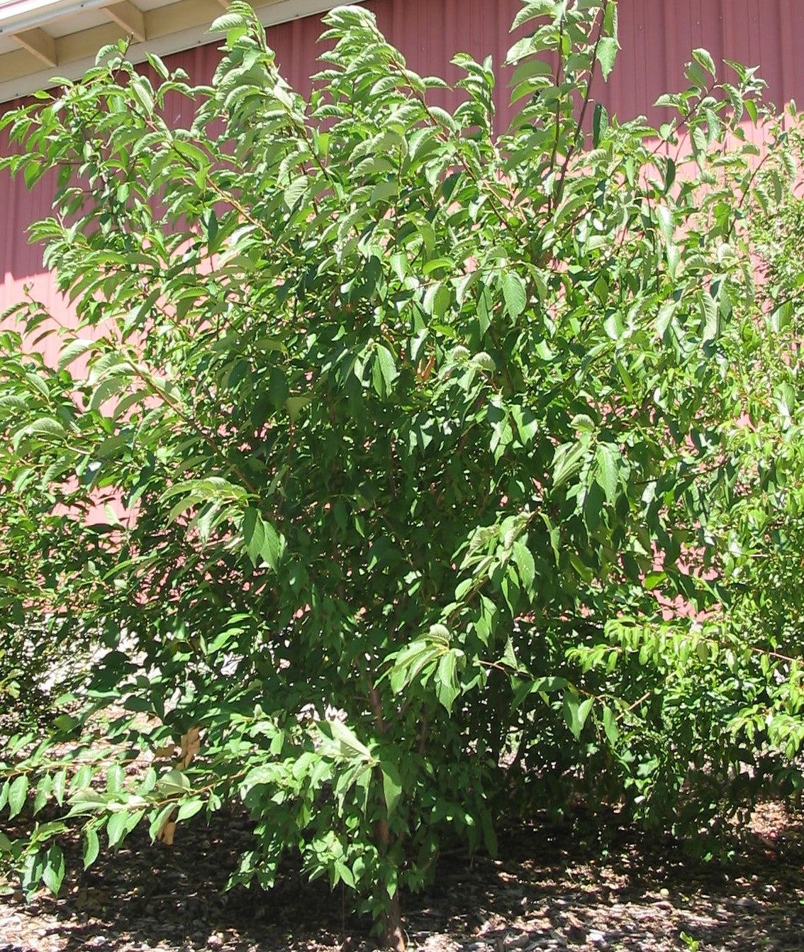 American Plum