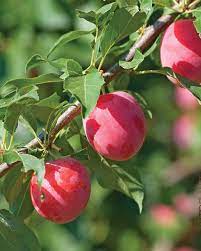 Fall Variety Shrub Pack