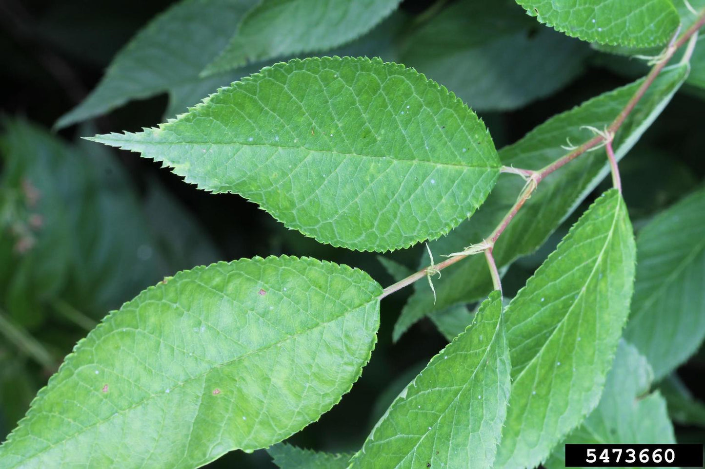 American Plum (Containerized)