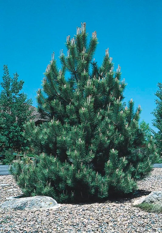 Austrian Pine **(CHRISTMAS TREE USE ONLY)