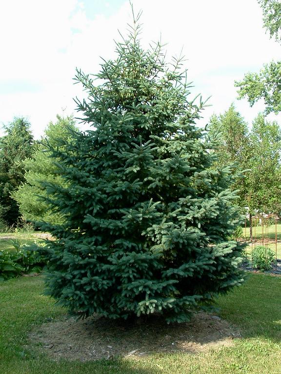 Black Hills spruce (Containerized) Kansas Forest Service