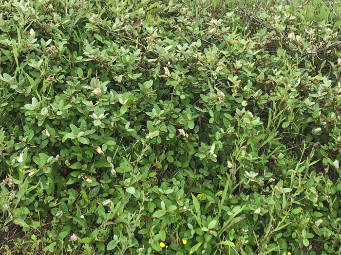 Buffaloberry