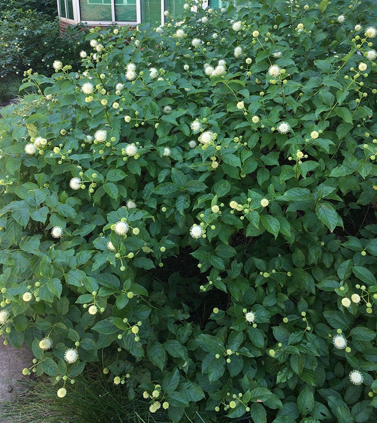 Button Bush