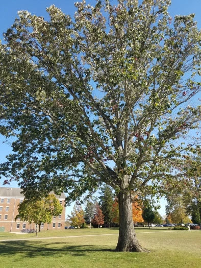Chinkapin Oak
