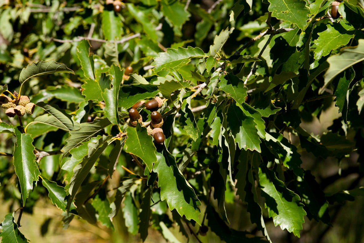 Chinkapin Oak