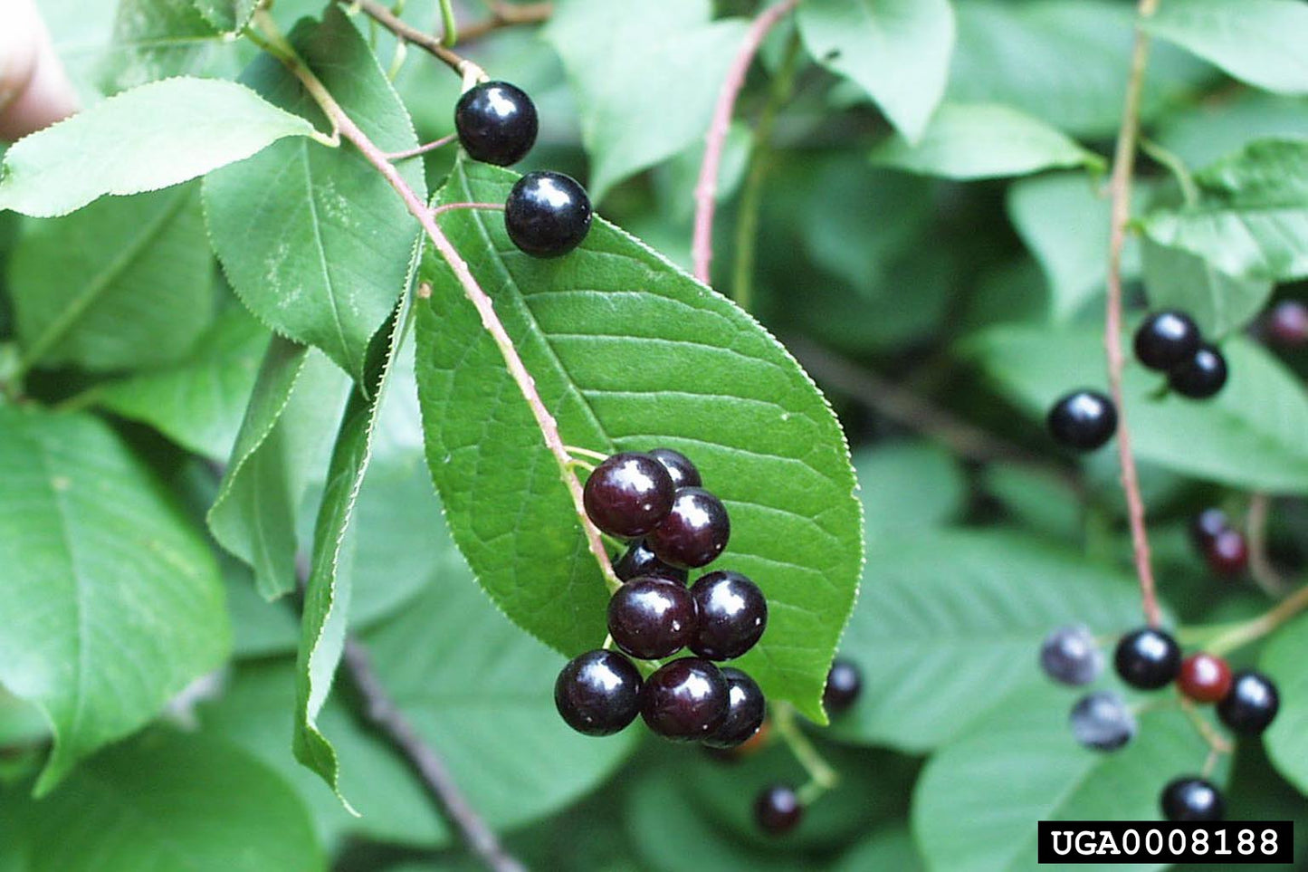 Chokecherry