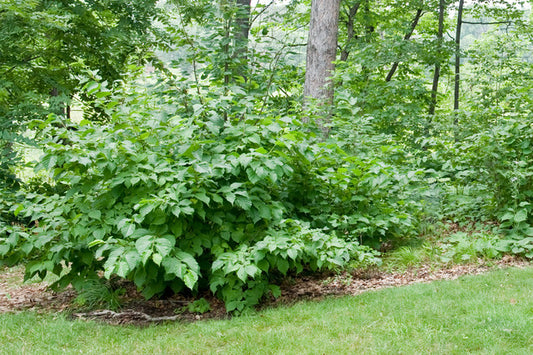 Hazelnut (Containerized)