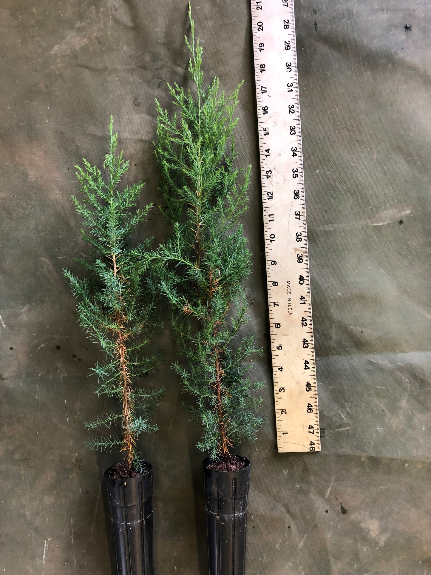 Eastern Red Cedar (Containerized)