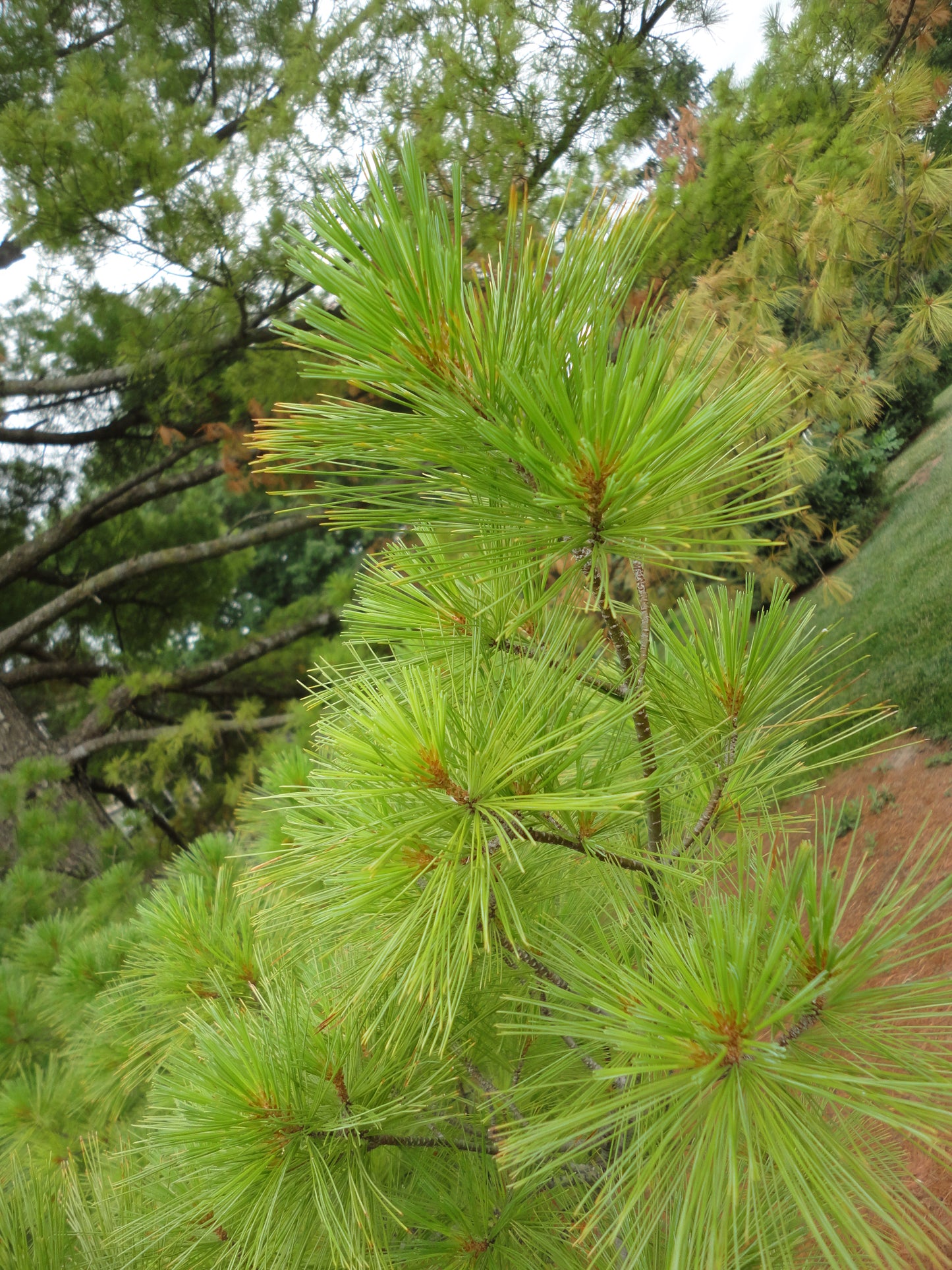 Eastern White Pine (Containerized)