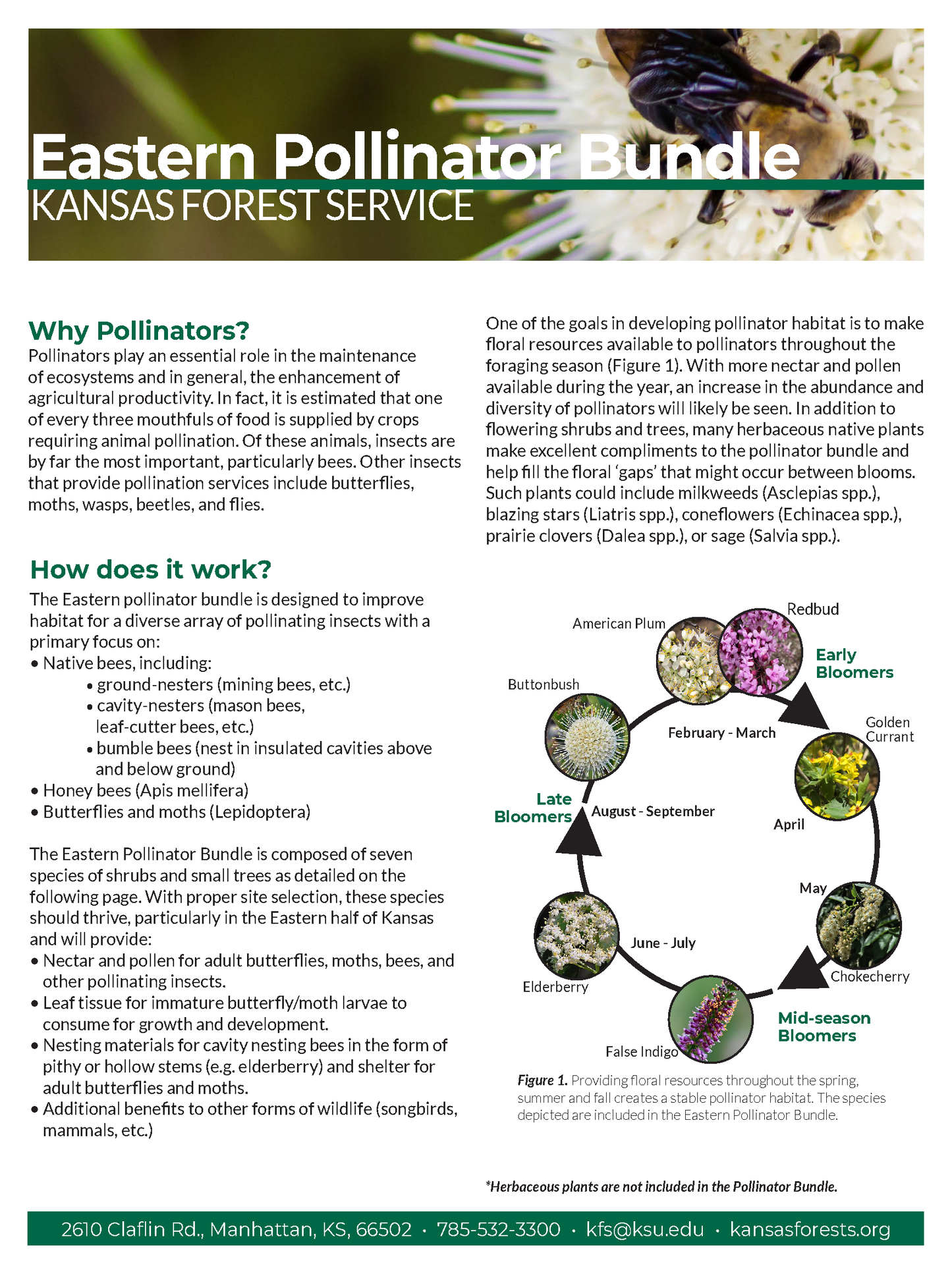 Eastern Pollinator Bundle