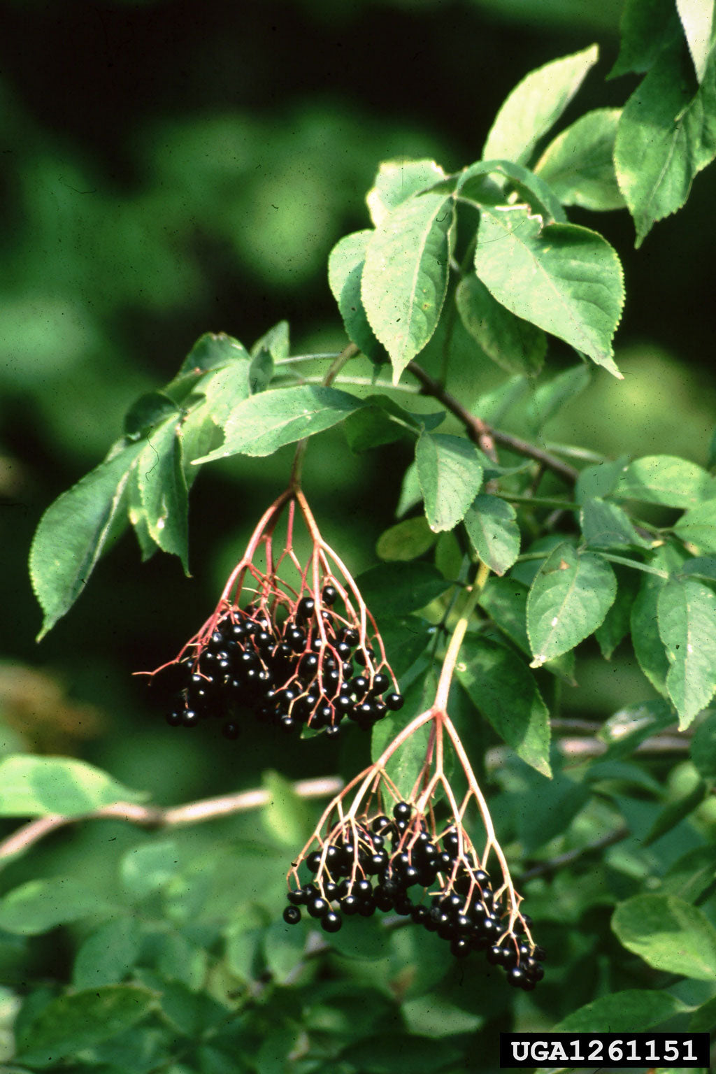 Fall Variety Shrub Pack