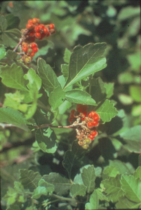 Fall Variety Shrub Pack