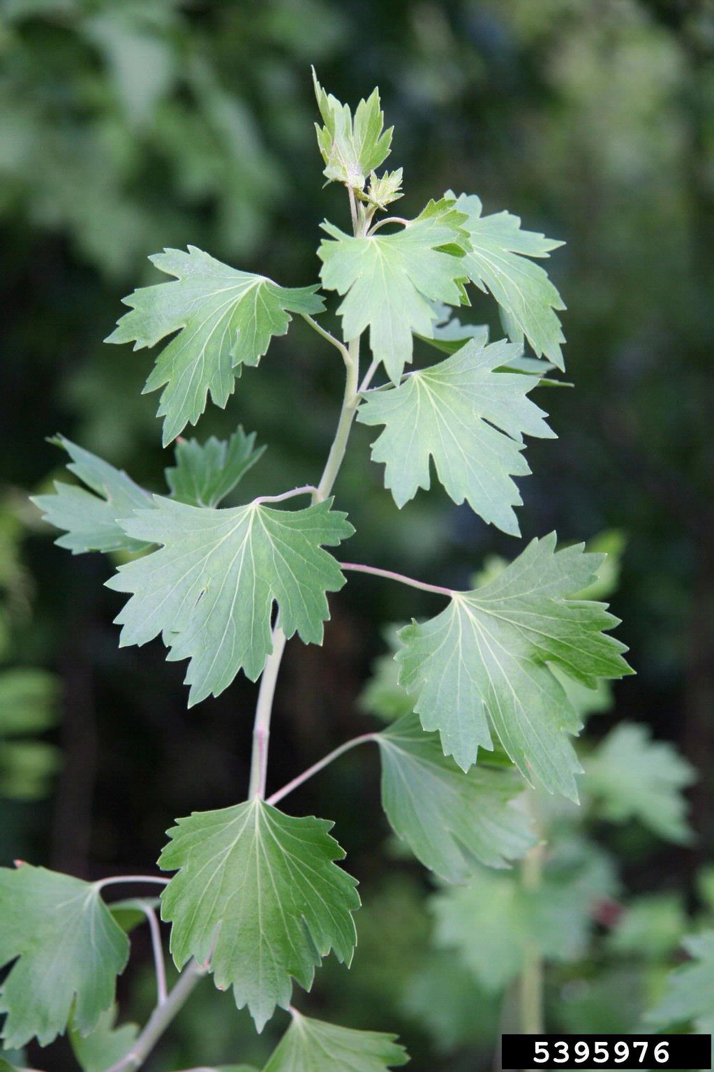 Golden Currant