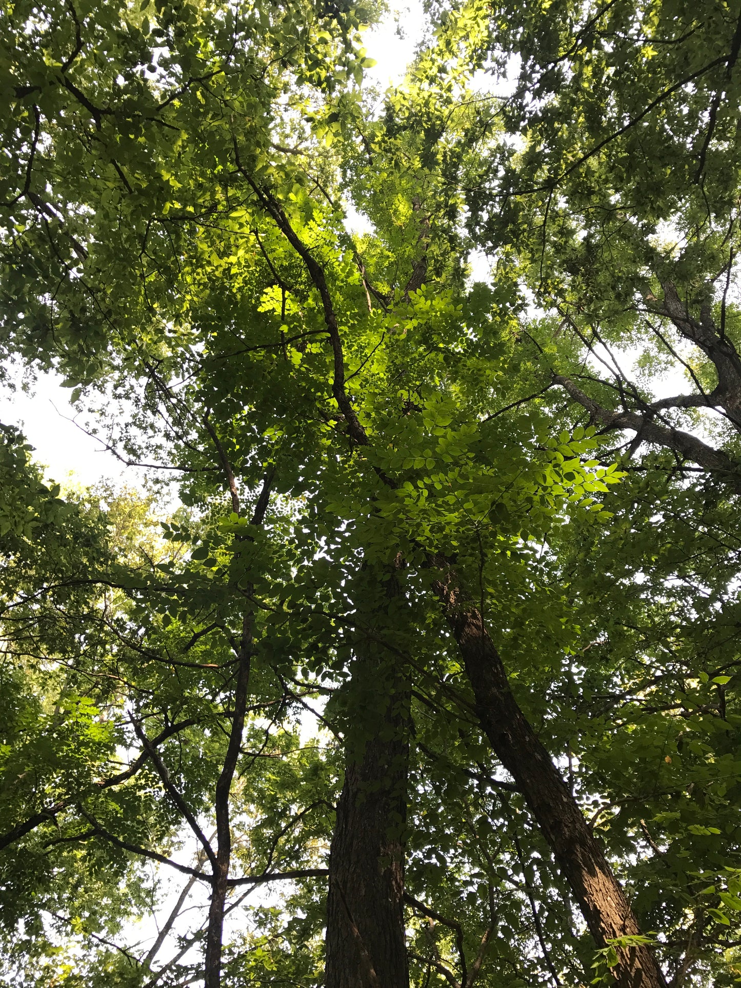 Kentucky Coffee Tree