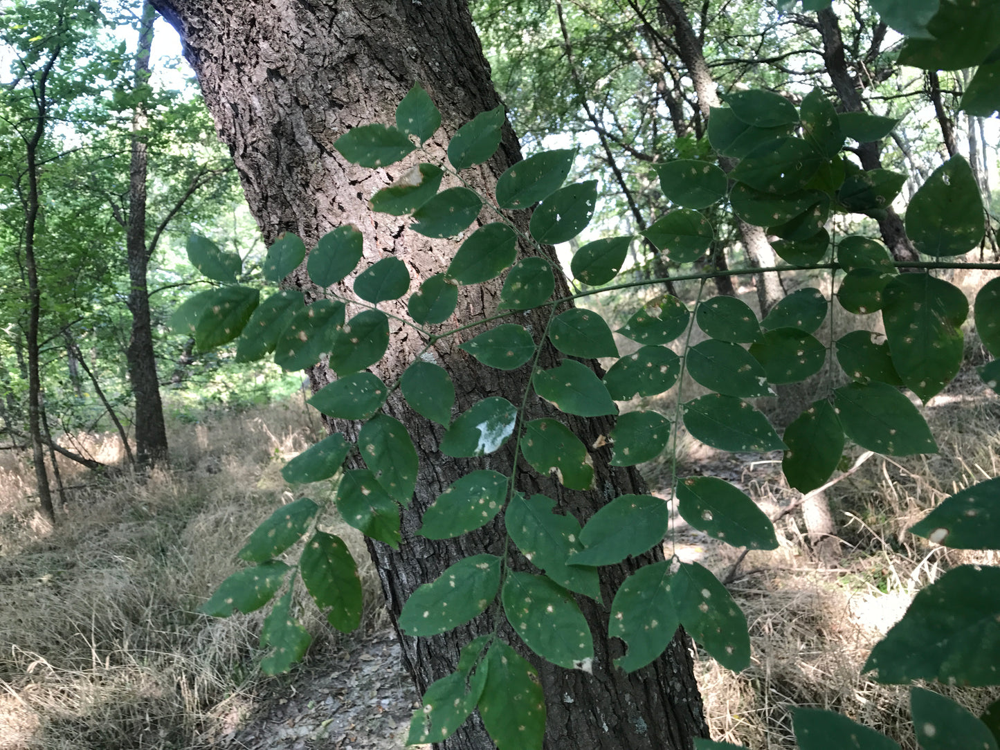 Kentucky Coffee Tree