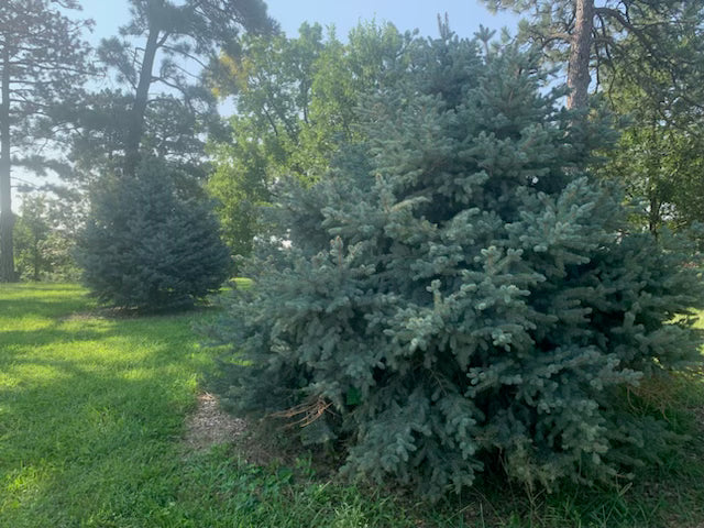 Colorado Blue Spruce (Containerized)