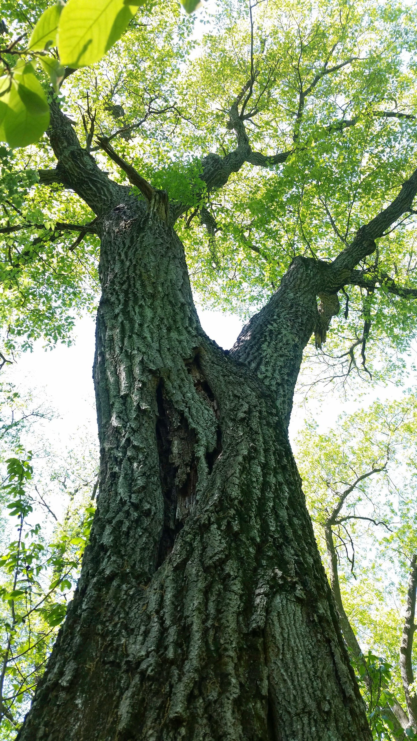 Northern Red Oak