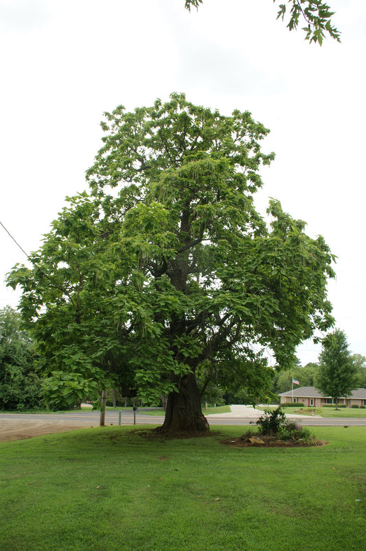 Northern Catalpa