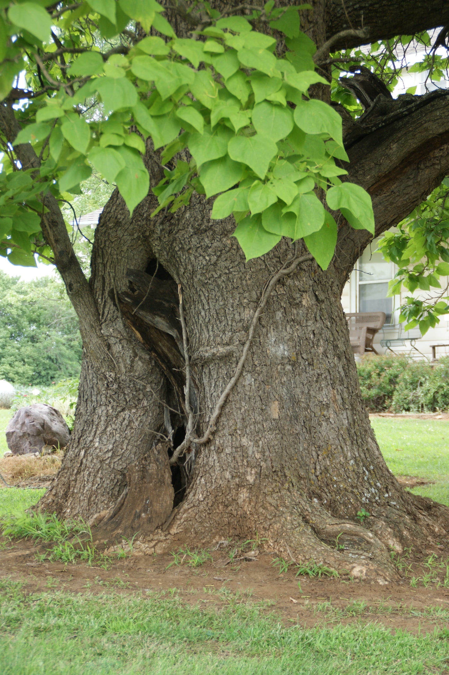 Northern Catalpa