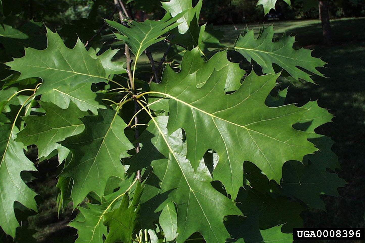 Northern Red Oak (Containerized)