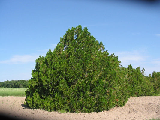 Arborvitae