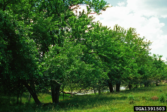 Osage Orange