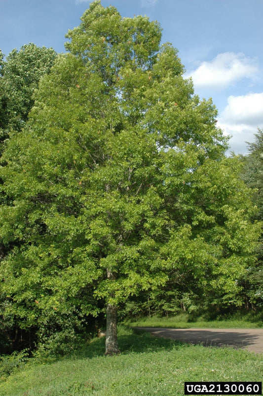 Pin Oak