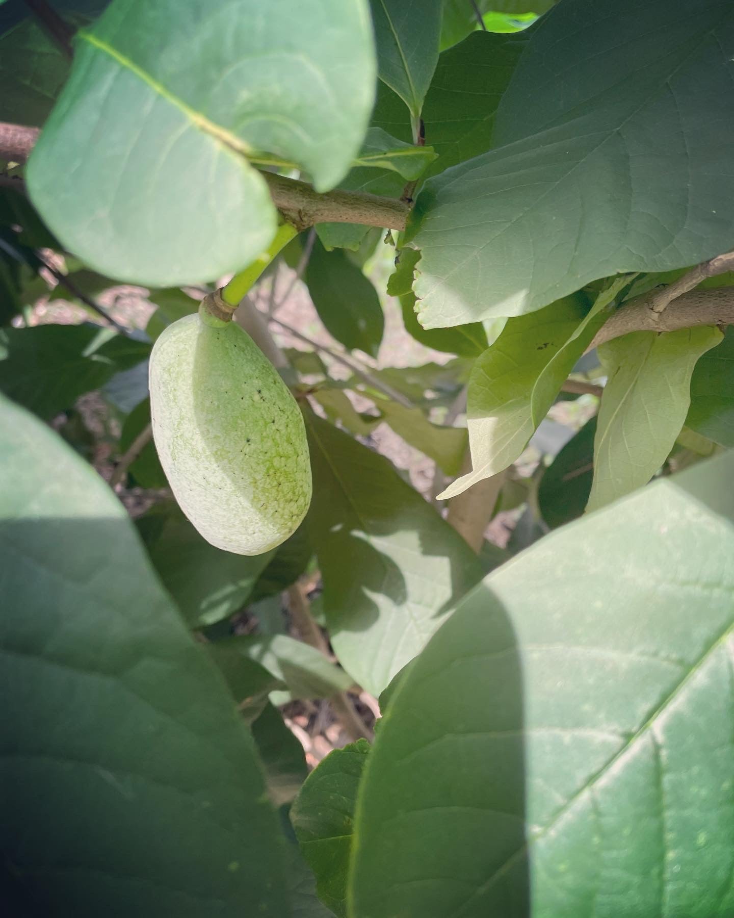 Pawpaw (Containerized)