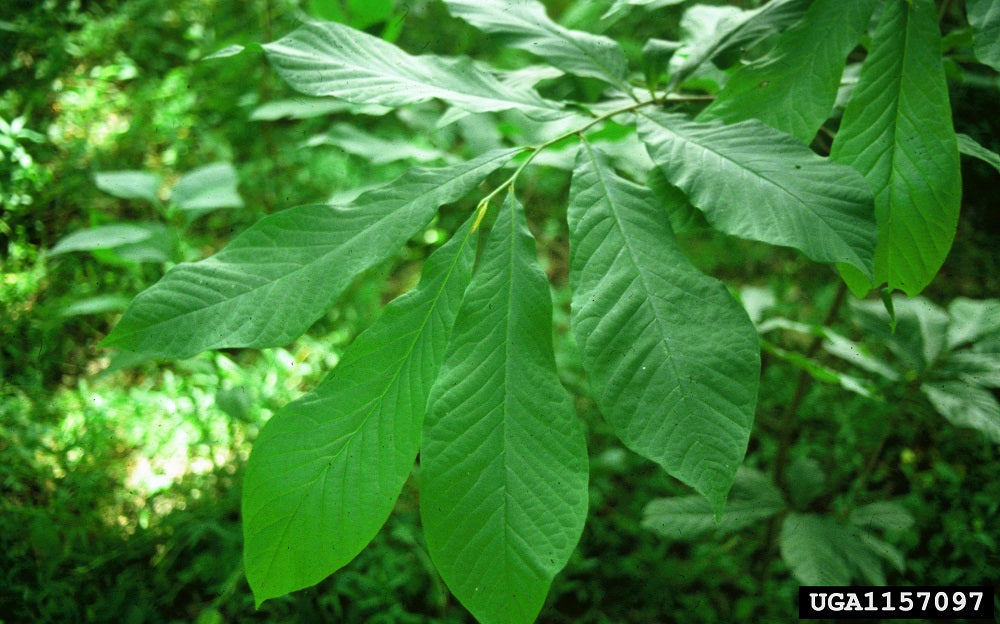 Pawpaw (Containerized)