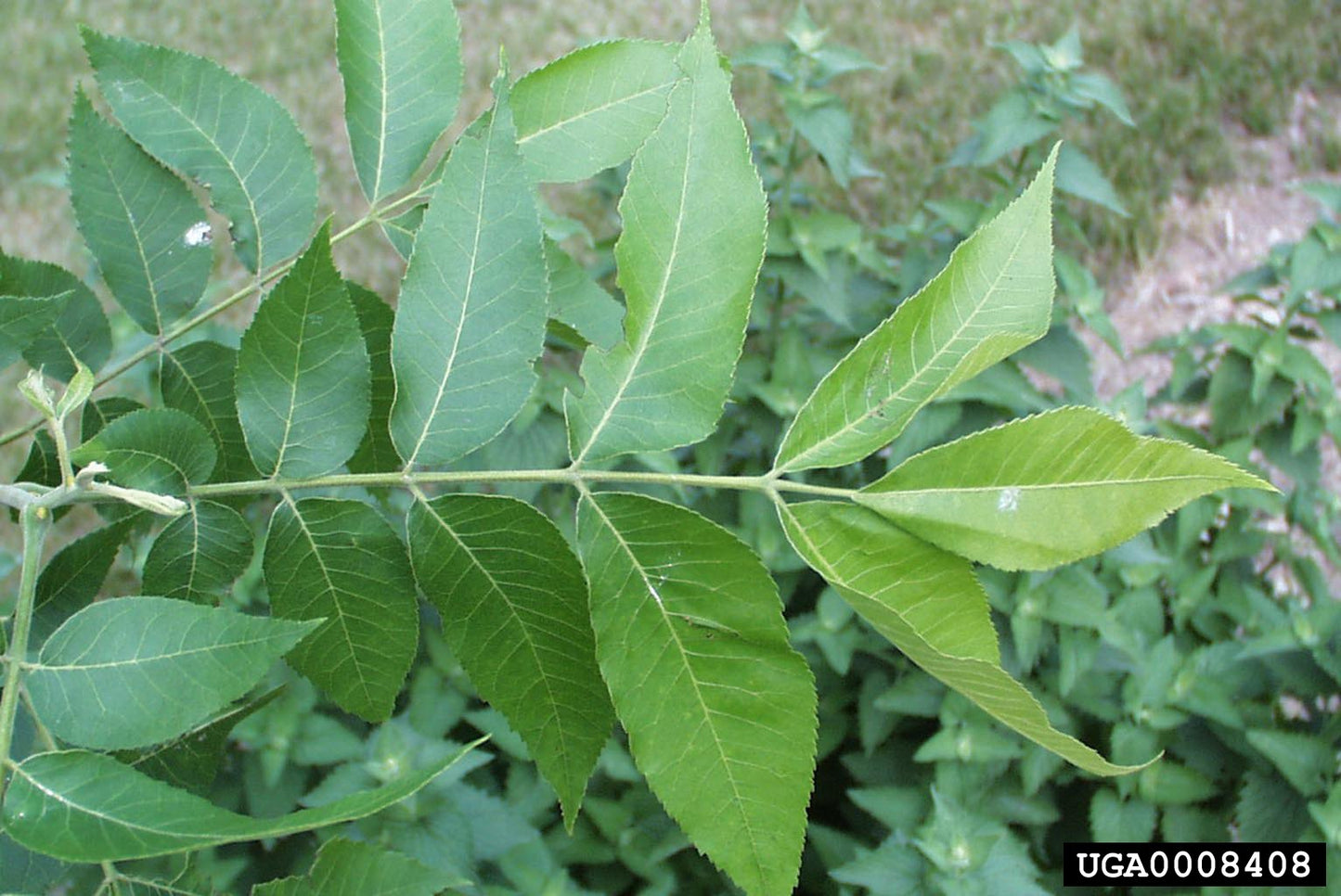 Pecan (Containerized)