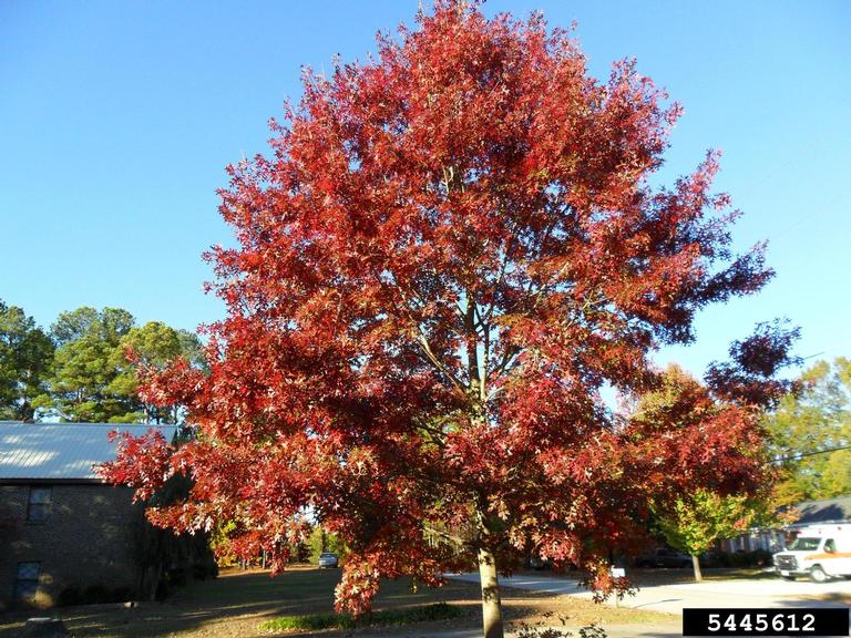 Pin Oak