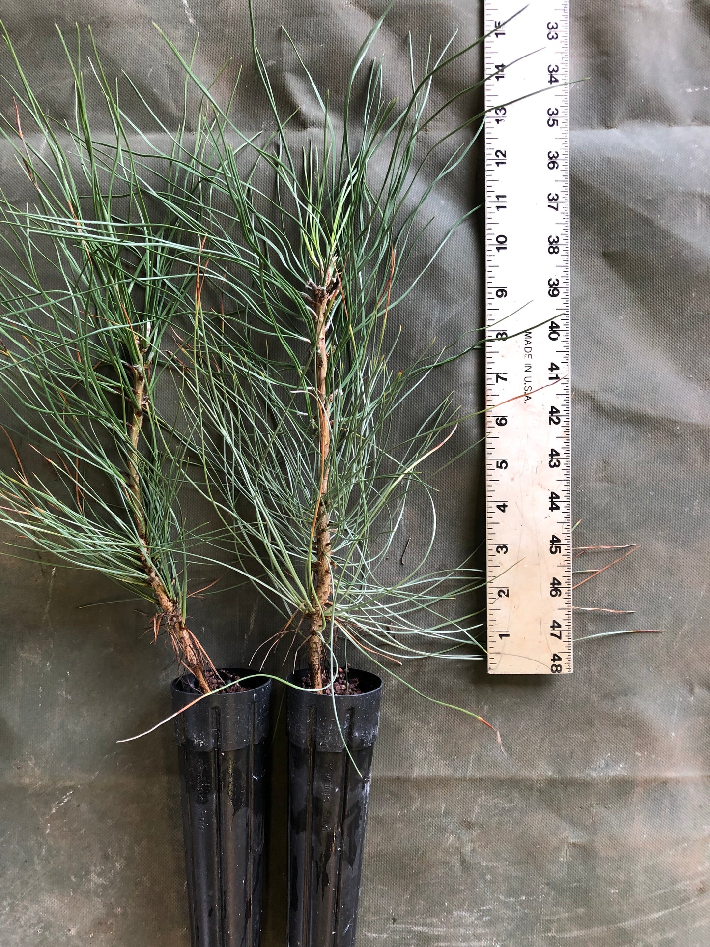 Ponderosa Pine (Containerized)