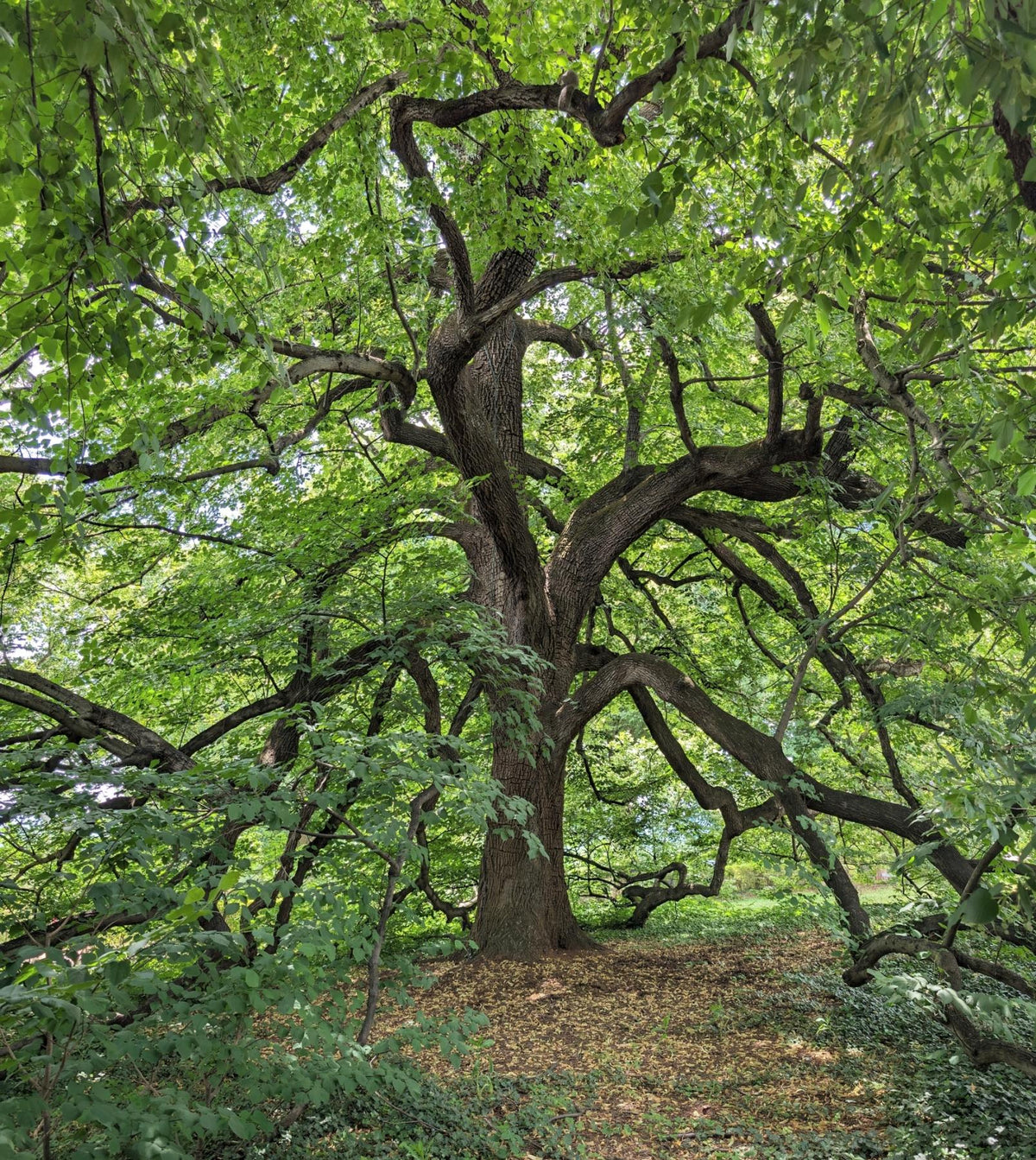 Red Mulberry