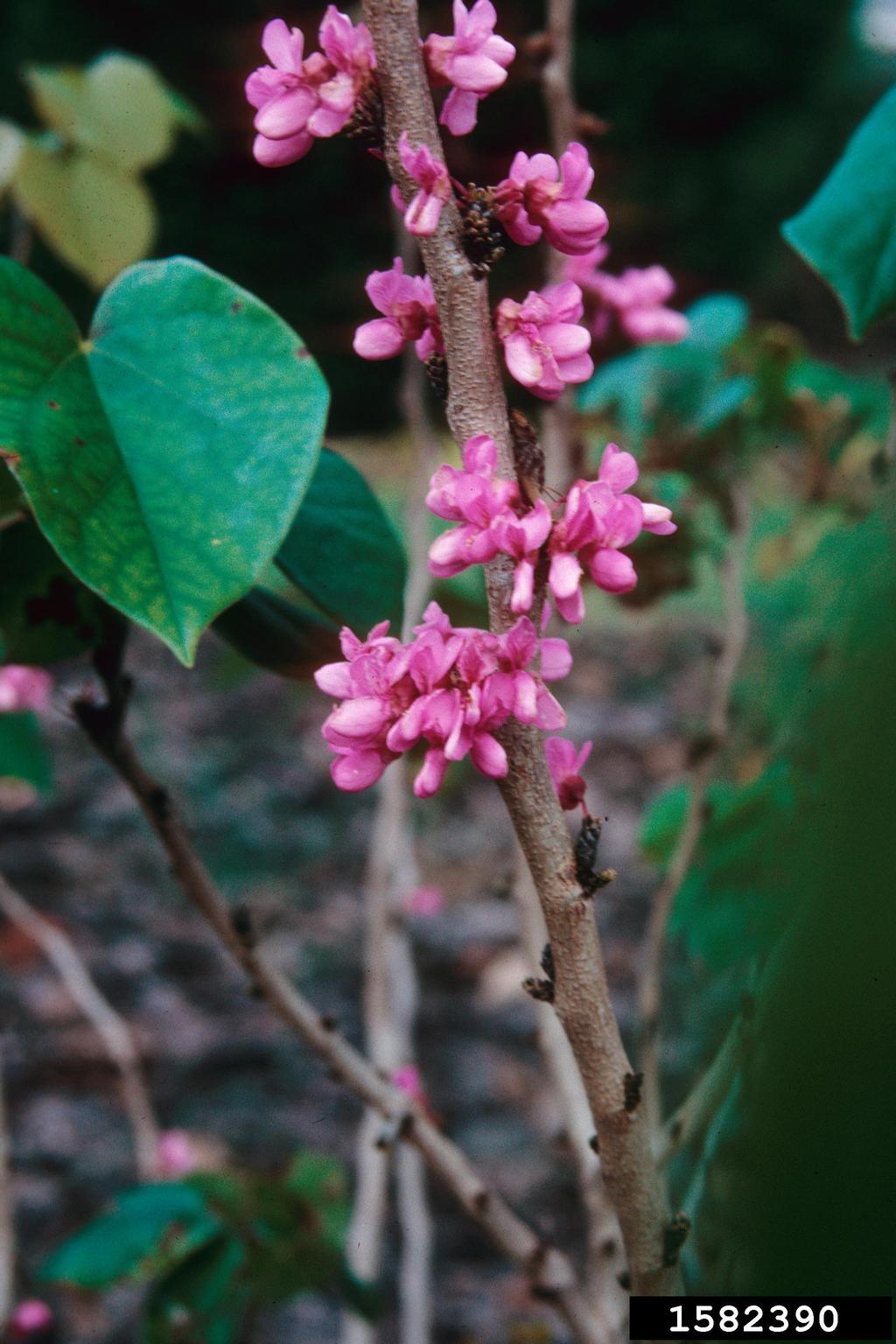 Eastern Pollinator Bundle