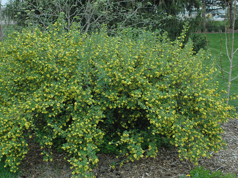 Golden Currant – Kansas Forest Service