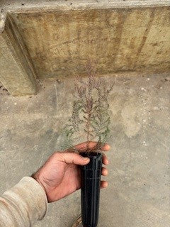 Grade B-Rocky Mountain Juniper