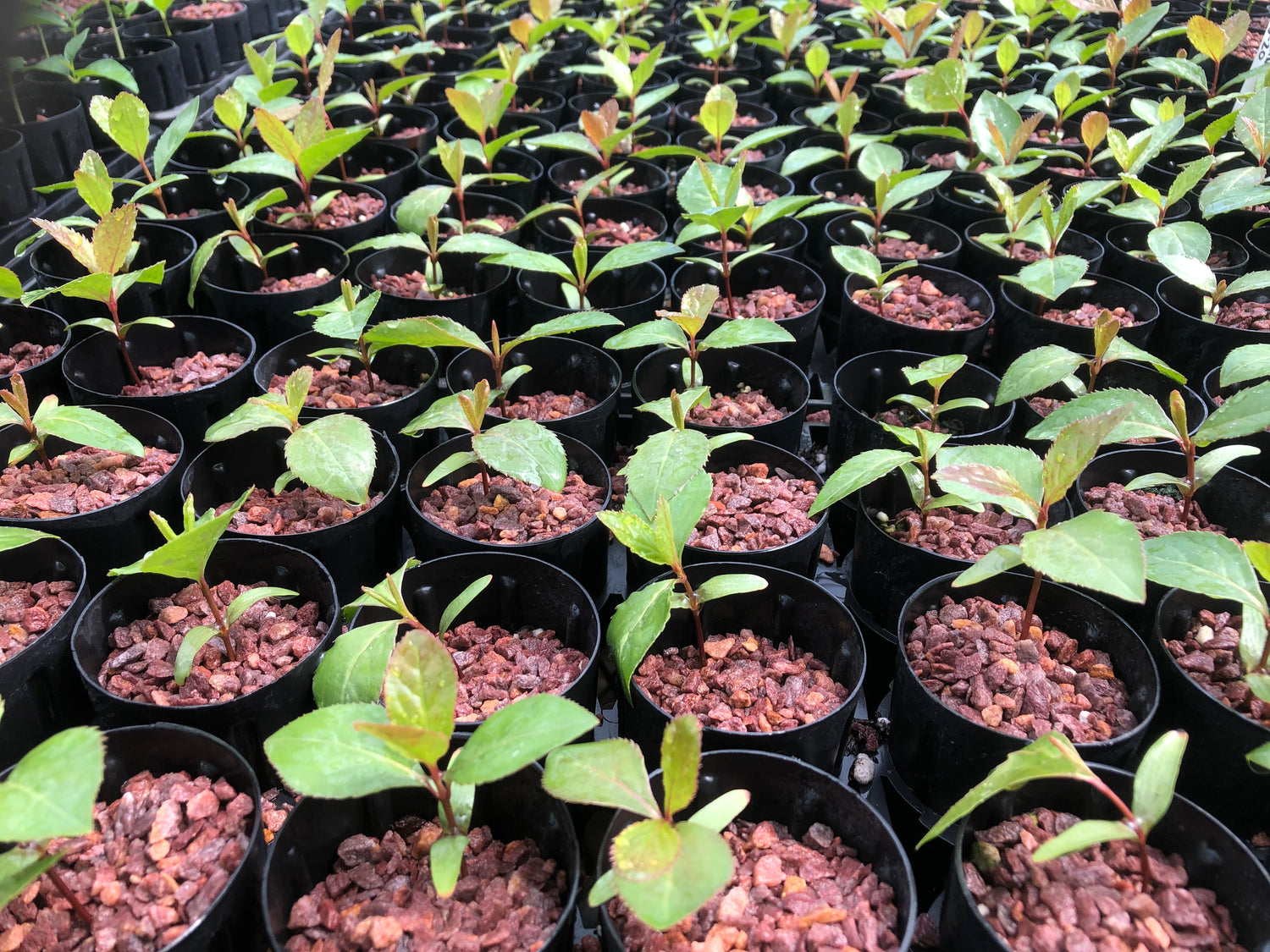Tree and Shrub Conservation Seedlings Kansas Forest Service